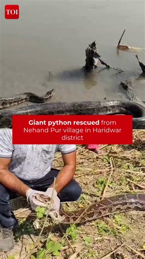 110K views · 328 reactions | A giant #python was rescued from Nehand Pur village in the Laksar area of #Haridwar district, ensuring the safety of both residents and the #snake. | The Times of India | Facebook