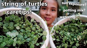 263K views · 8.4K reactions | PEPEROMIA PROSTRATA "STRING OF TURTLES"...