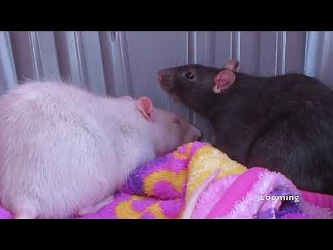 Understanding Rat Body Language