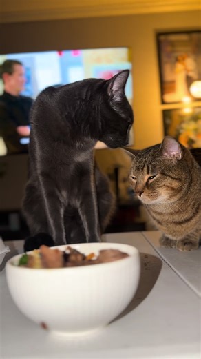 Two cats household ❤️ . Follow for more Tabbi and Tala's shenanigans 🐾 . #fyp #catsoftiktok #cat #catlover #catlife