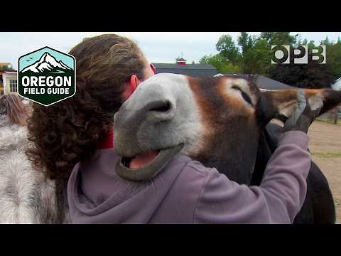 Oregon Donkey Sanctuary provides a refuge for donkeys and humans alike | Oregon Field Guide