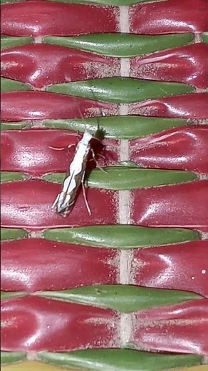 Mysterious Bug: Iridescent Wings & Tiny Beauty 🦋🔍