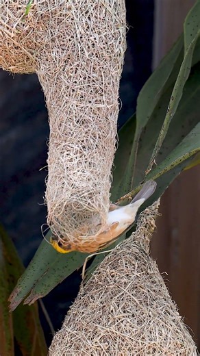 Weaver Bird Build Nest The Most Beautiful Bird Nest 0079 #birds #birdhome #birdnest
