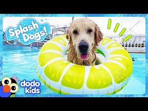 We Can't Keep This Splash Dog Out Of His Neighbor's Pool! | Dodo Kids | Splash Dogs - Videos For Kids