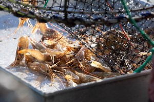 Where we harvest | BC Spot Prawns