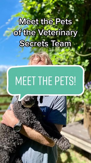 Meet the Pets of the Veterinary Secrets team! We have 6 in total, including an honorary member🐕 🐈‍⬛ #pets #teammembers #veterinary #team #PepsiApplePieChallenge