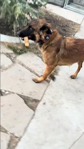 #germanshepherd #myanimal