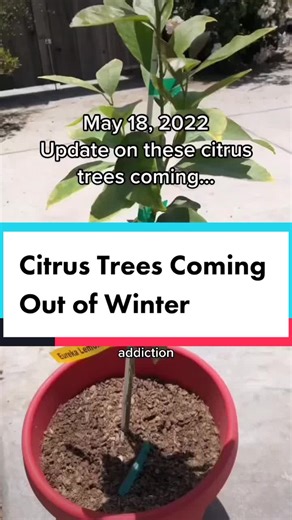 Growing Citrus Trees: Patience, Care, Consistency