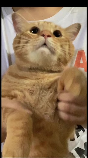 another dancing orange cat 🐱 #catsoftiktok #trend #gingercat #tiktokviral #dancingcat