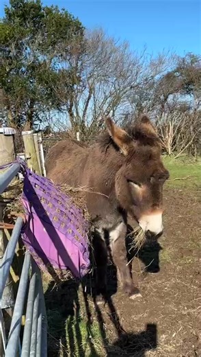Munud o fwyta Dydd Llun gyda Megan 🫏 Mondays minute of munching with Megan 🫏 Megan is our tallest female donkey. She is tall enough to be in the mammoth category. She is still a big softy though and loves a cwtsh. #SnowdoniaDonkeys #donkeys #donkeysanctuary #northwales