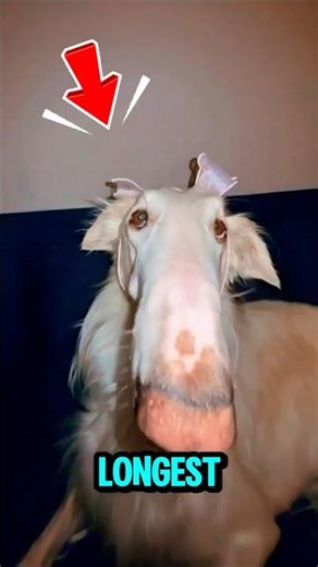DOGS WITH THE LONGEST NOSES!🤥🐶