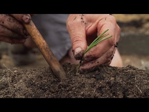 How To Plant Onions And Leeks