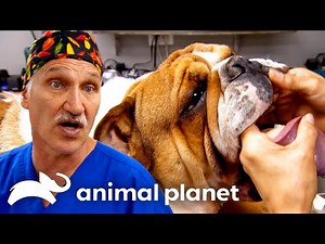 Dr. Jeff's Craziest Surgeries of SEASON 3! | Rocky Mountain Vet | Animal Planet