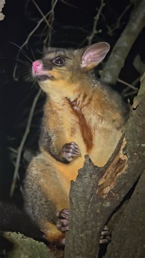 Brush Tailed Possum on a WILD survey. The trees here were alive with activity, and lots of beautiful moments like this. #WILD #Conservation #Australia #ecologist #possum #live #life #love #mammal #tree #nature #wildlife | Wild Conservation