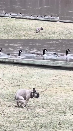 Pooping In Front Of My Friends #quiteatinganimals #poop #dogs #dog #frenchie #geese #birds #fyp