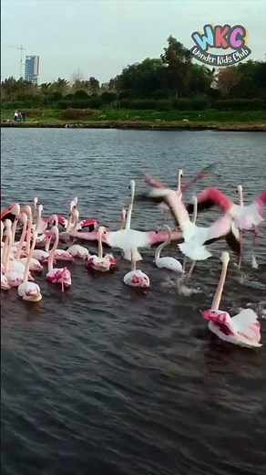 Learn about Flamingos: Amazing Facts About These Colorful Birds! 🦩