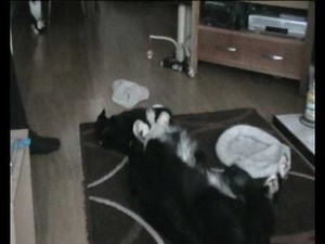 cat beating up a dog