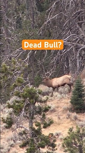 300 WSM Strikes Again! Public Land Elk Hunting