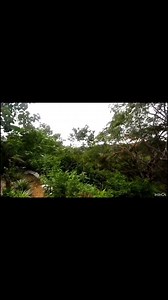 Macaw Parrot story #reelsfypシ #2023challenge #hunting #wildlife #Hunter #virals #macawparrot #worldwide | Hunting Lovers