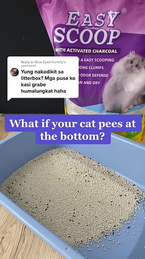 Replying to @Blue Eyed Furmily What if your cat pees at the bottom? Let’s Try! 💜 #easyscoop #easyscoopph #easyscoopcatlitter #catlitter #littersand #catlitterphilippines #littersandphilippines #catsoftiktok #petsoftiktok Cat Litter Review Best Cat Litter Ph Cat Litter Philippines