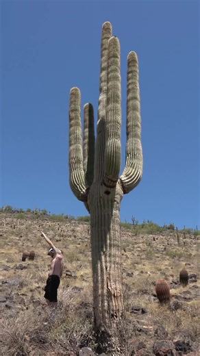 Exploring Shadows: Cactus in Abstract Art