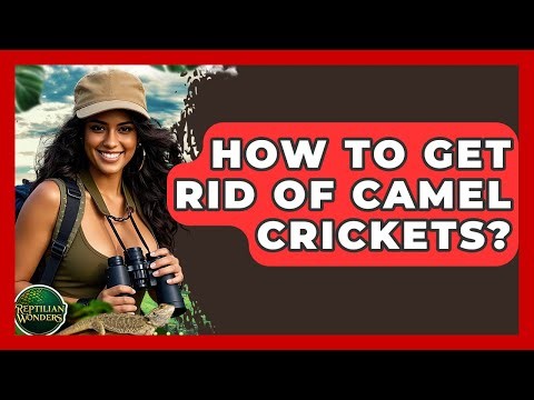 How To Get Rid Of Camel Crickets? - Reptilian Wonders