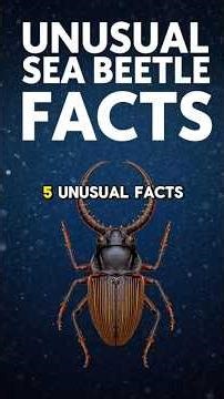 SEA BEETLE FACTS 🪲 Top Fascinating Insects That Live in the Ocean! Best Animal Sea Mysteries Video!