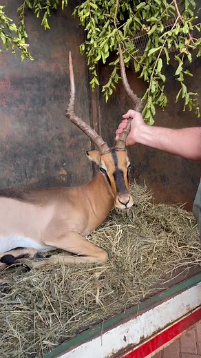 Impressive 24-Inch Saddleback Impala: Wildlife Encounter