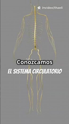 Sistema circulatorio