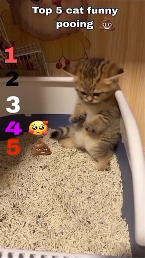Top 5 funny cat pooping 💩😹 #cat #funny #memes #catvideos #adoptcat #kitten #memearchive