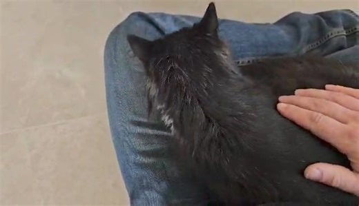 Nos chats de plus d'un an à l'adoption ( de 1 an) ! 😻😻😻😻😻 D'avance merci pour vos partages ! 😻😻😻😻 LOUISE Accueillie chez nous le 28 février 2024 Femelle, née en mai 2021. Entente avec les chats : inconnue. Entente avec les petits chiens : inconnue. Entente avec les grands chiens : inconnue. Entente avec les enfants : inconnue. Propre : oui. Au Refuge à Seneffe. Louise est une jolie chatte au long pelage noir. Gentille et indépendante, cette demoiselle a besoin d’espace pour s’épanouir. 