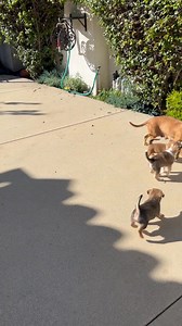 $350 boys 450 girls plus refundable deposit. Includes first set of shots, deworming, microchip. South Bay for California, Nevada,Utah homes dachshundrescueoflosangeles.com/adoption-application #doxie mix puppies | Dachshund Rescue of Los Angeles