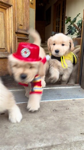 Golden Retriever Halloween Scare Compilation