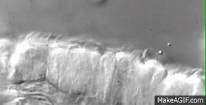 cilia movement aro on Make a GIF