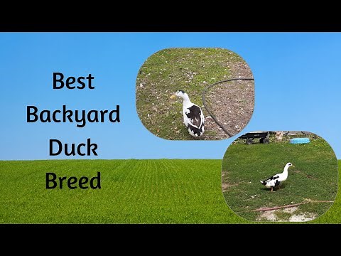The Best Duck Breed for your backyard..Ancona.. Farm Vlog