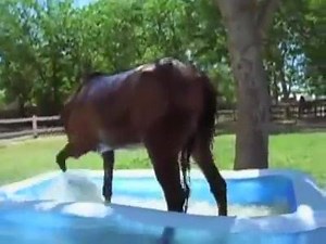 558K views · 259 reactions | Looks Like Fun!!! #Horses #BathTime #FunTime #Funny Don't forget to checkout our Facebook & Twitter page for more Entertainment & the latest Equestrian News.. Facebook~ https://www.facebook.com/EquestiranGenius/ Twitter ~ https://twitter.com/G_EquestrianUK | Genius Equestrian | Facebook