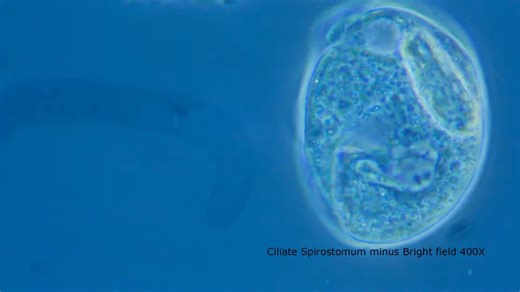 Motic Phase contrast Microscopy(1080P_HD)