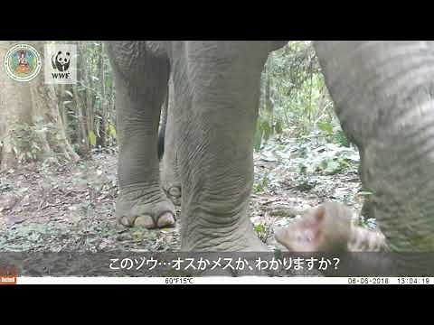自動撮影カメラで撮られた野生のゾウの映像（タイ）