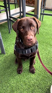 555K views · 28K reactions | Choc labs = The best breed (and best friend) in the world 癩 | Guinness The Chocolate Labrador | Facebook