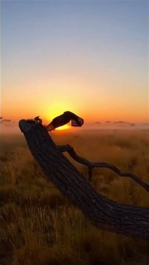 The Most Beautiful Morning in Africa 🌅🦅 #wildlife #animals #eagle