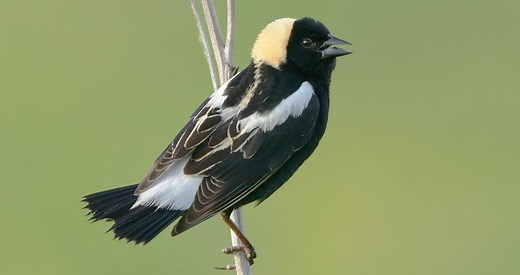 Bobolink Identification, All About Birds, Cornell Lab of Ornithology