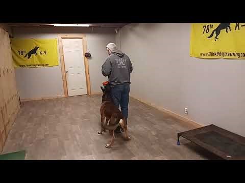 Creed Heels @ 211° #belgianmalinois #dogtraining #dog #fun