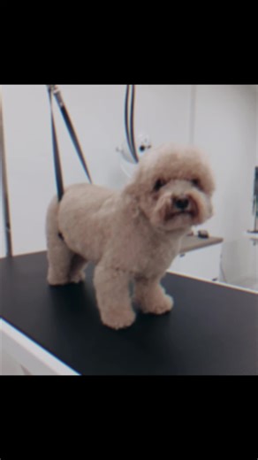 Poochon Buddy 🐾 #beforeandafter #doggroomingrisca #doggroomerwales #poochon #doggrooming #doggroominglife #dogs