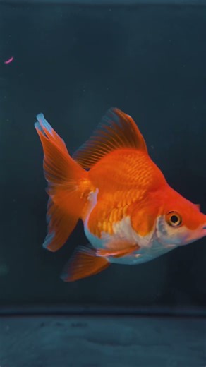 Cutest Ryukin Goldfish You’ll See Today!