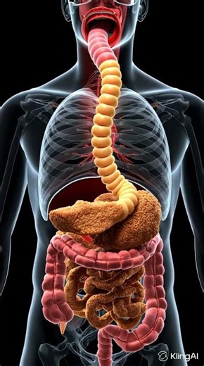 3D Digestive System Animation #3danimation #3DAnimation #DigestiveSystem #HumanBody #MedicalAnimatio