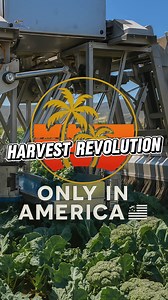 🤖💥 The future is here — broccoli being machine-picked in the fields! Thought we needed cheap labor? Looks like robotics had other plans… What do YOU think about this shift? 👇 #FarmingFuture #Robotics #AgricultureInnovation #MachineHarvest #ModernFarming #BroccoliHarvest #TechInTheFields #FarmTech #Automation #OnlyInAmerica | Only in America