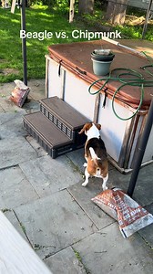 Beagle vs. Chipmunk: Gus's Curious Hot Tub Encounter