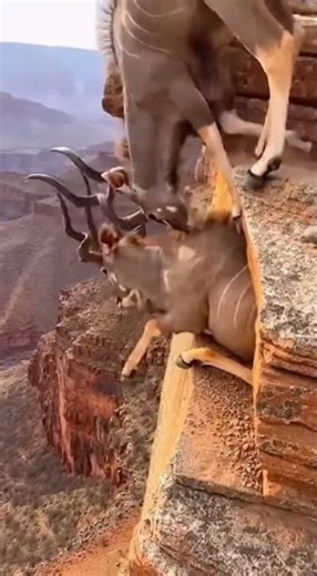 Antelope Freezes on a Cliff—Then a Herd Mate Knocks It Down