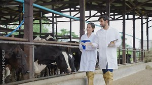 Attractive young man and woman veterinary working outdoors in cowshed.