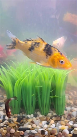 Conseils pour un aquarium réussi avec des poissons